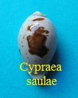 Cypraea saulae, Gaskoin 1843